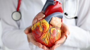 Cardiologist holding a model of a heart used for educational purposes